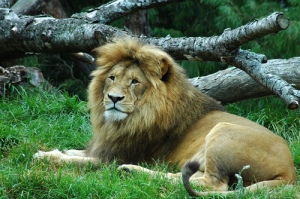 Lion lounging
